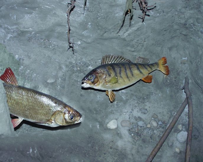 ../Images/007 Rorfededer und Flussbarsch 11022004.jpg